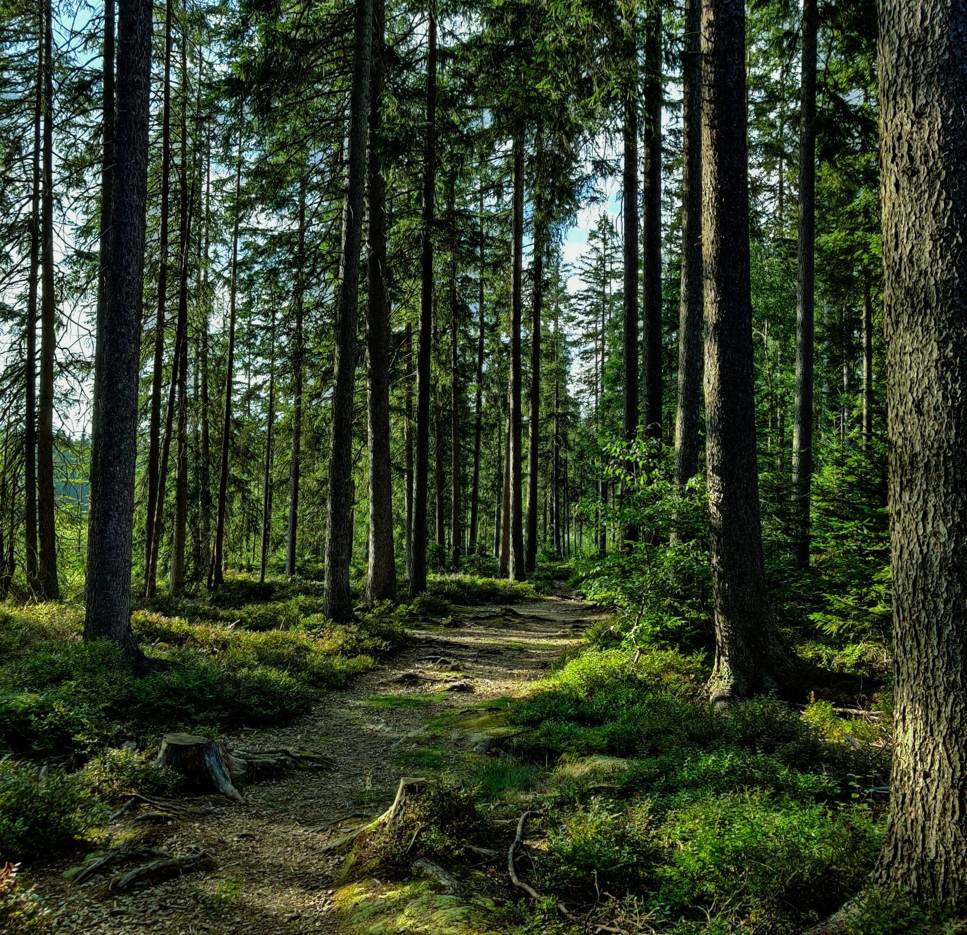 Ein Weg in einem Wald